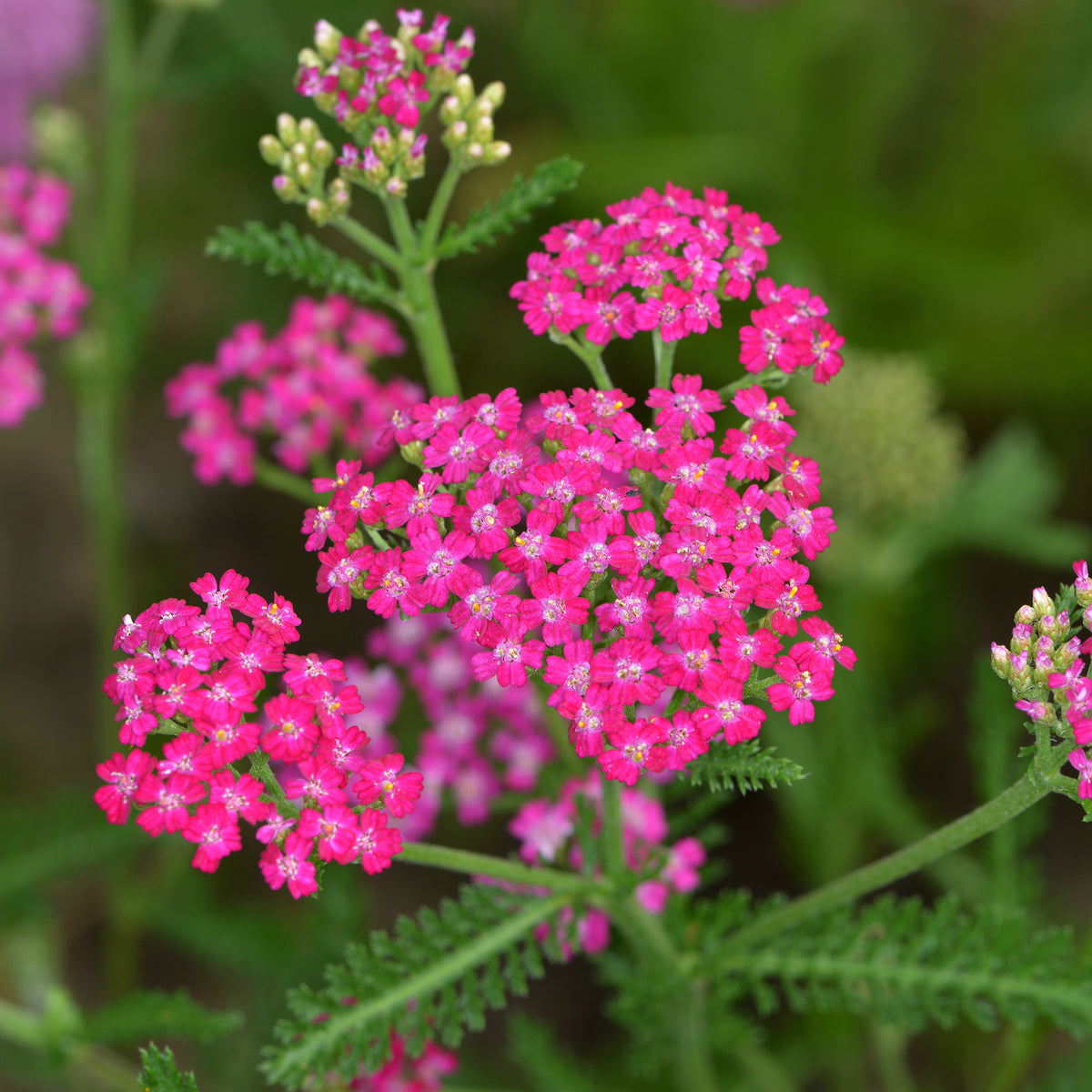Duizendblad Cerise Queen - Achillea millefolium Cerise Queen - Willemse