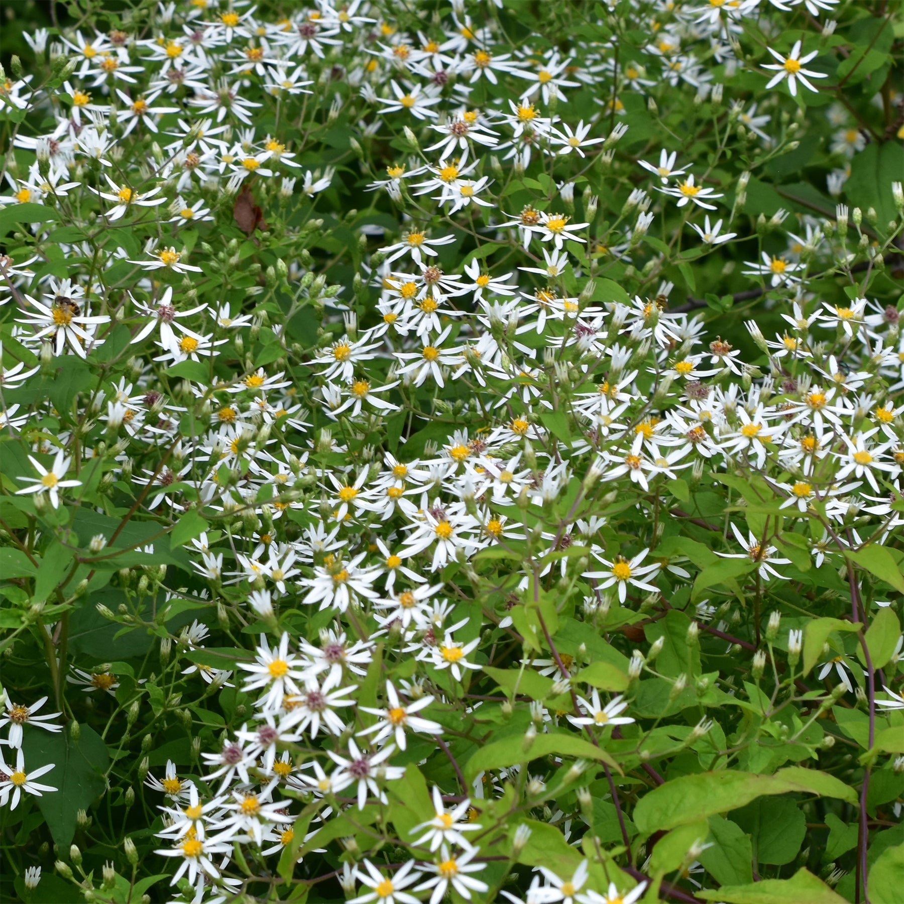 Aster divariqué - Willemse