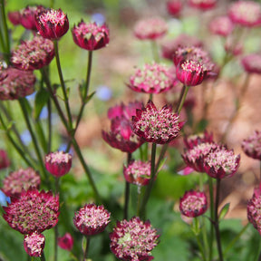 Astrantia major Moulin Rouge - Zeeuws knoopje Moulin Rouge - Astrantia