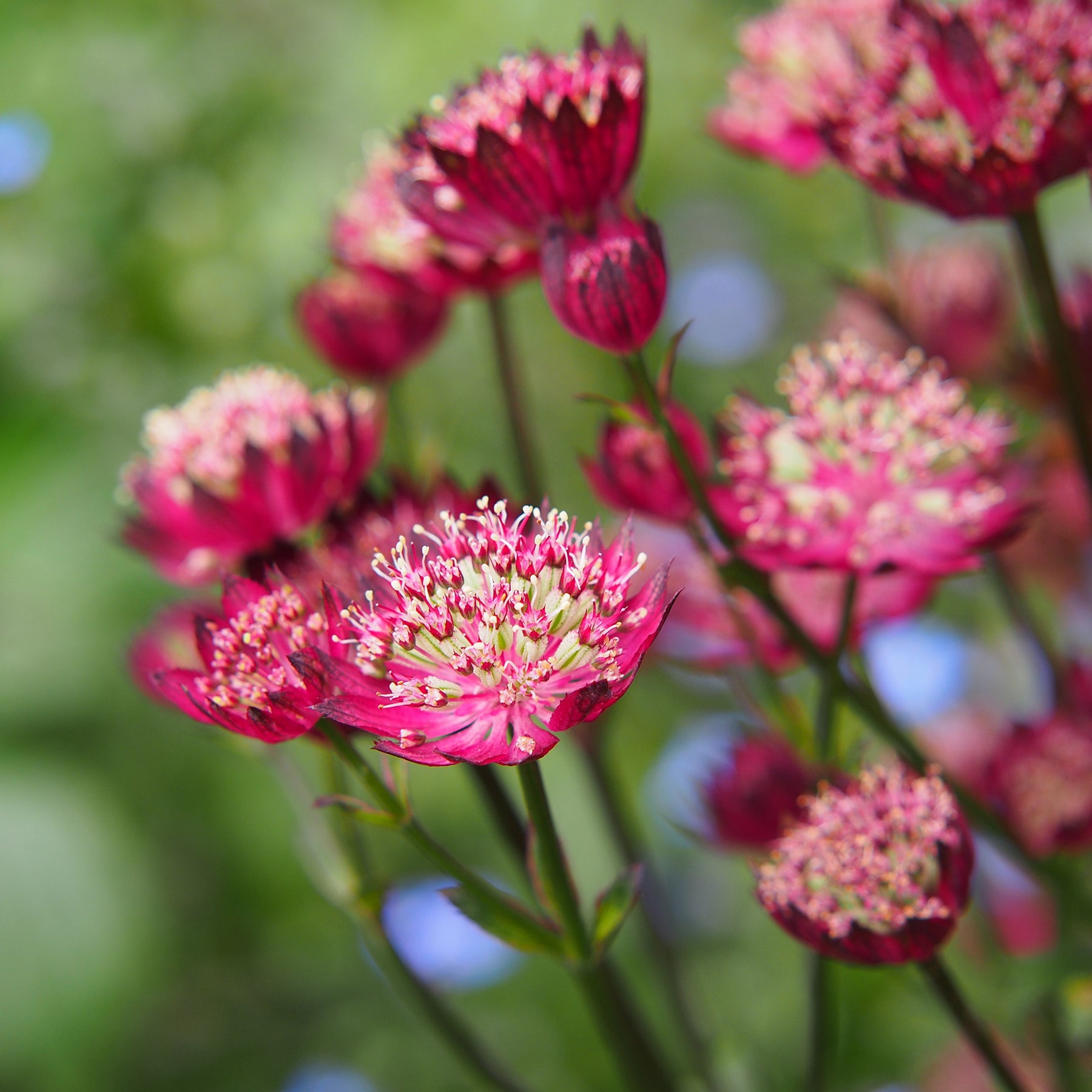 Zeeuws knoopje Moulin Rouge - Astrantia major Moulin Rouge - Willemse