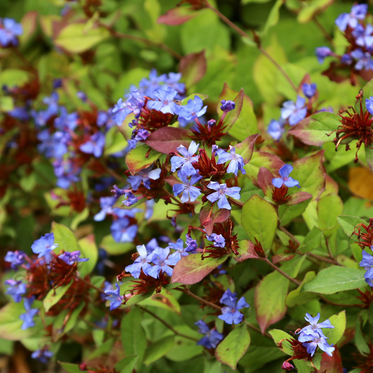 Ceratostigma plumbaginoides - Loodkruid - Bloeiende vaste planten