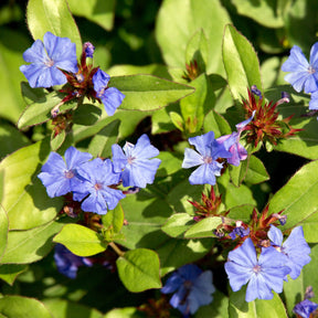 Loodkruid - Ceratostigma plumbaginoides - Willemse