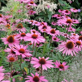 Bloeiende vaste planten - Zonnehoed Rubinstern Zonnehoed - Echinacea purpurea Rubinstern