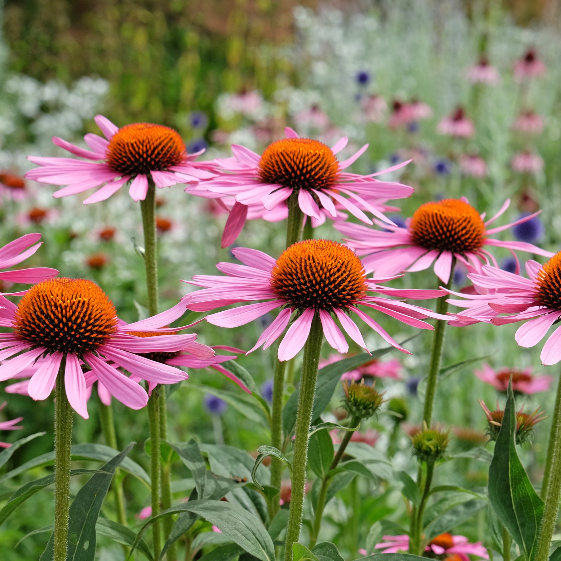 Echinacea purpurea Rubinstern - Zonnehoed Rubinstern Zonnehoed - Bloeiende vaste planten