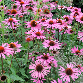 Zonnehoed Rubinstern Zonnehoed - Echinacea purpurea Rubinstern - Willemse