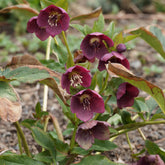 Nieskruid 'Red Hybrids' - Willemse