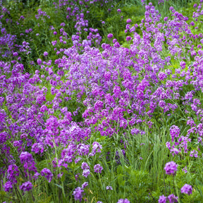 Vaste planten - Damastbloem - Hesperis matronalis