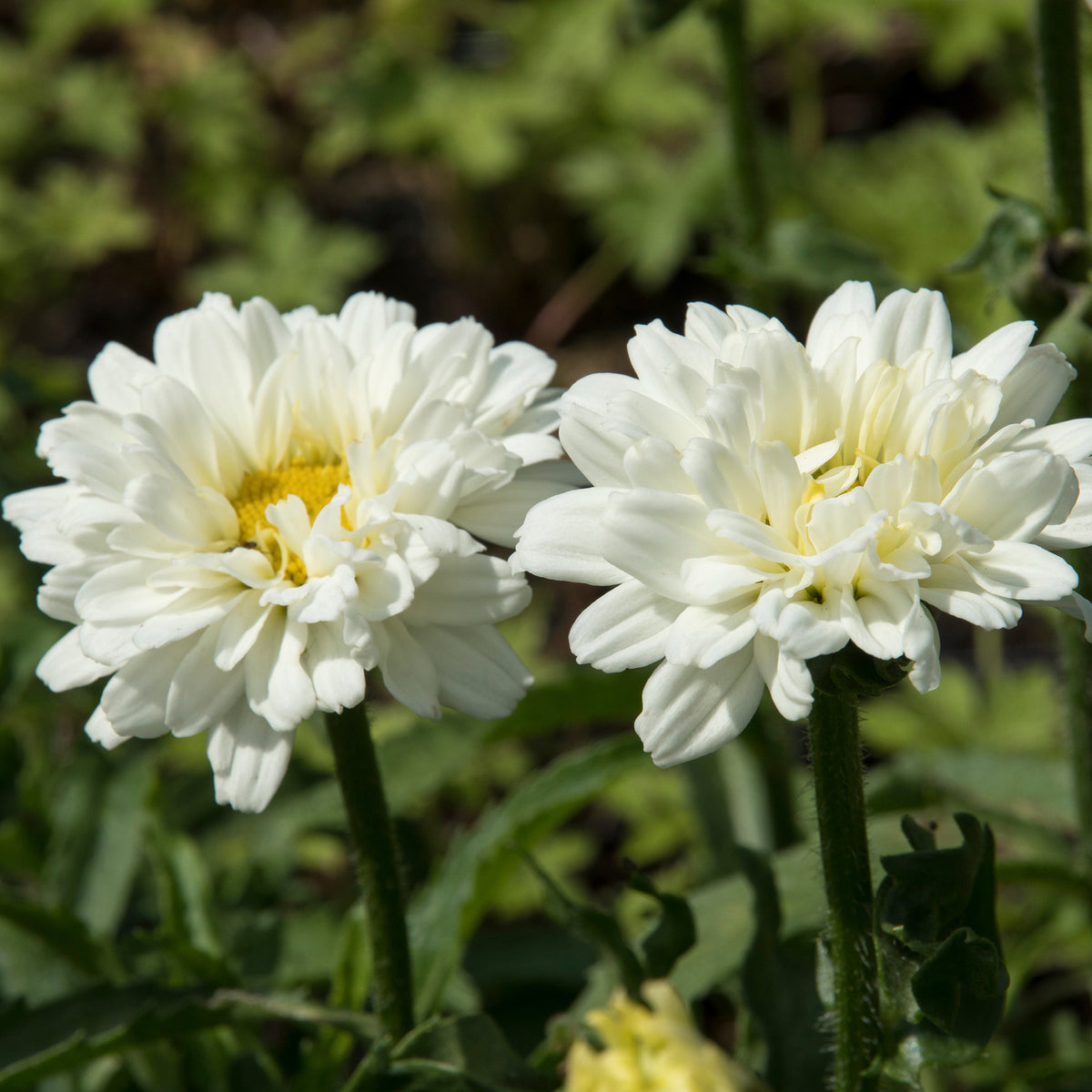 Leucanthemum superbum victorian secret ® - Margriet 'Victorian Secret'® - Leucanthemum - Margriet
