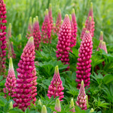 Lupine Gallery Red - Lupinus Gallery Red - Willemse