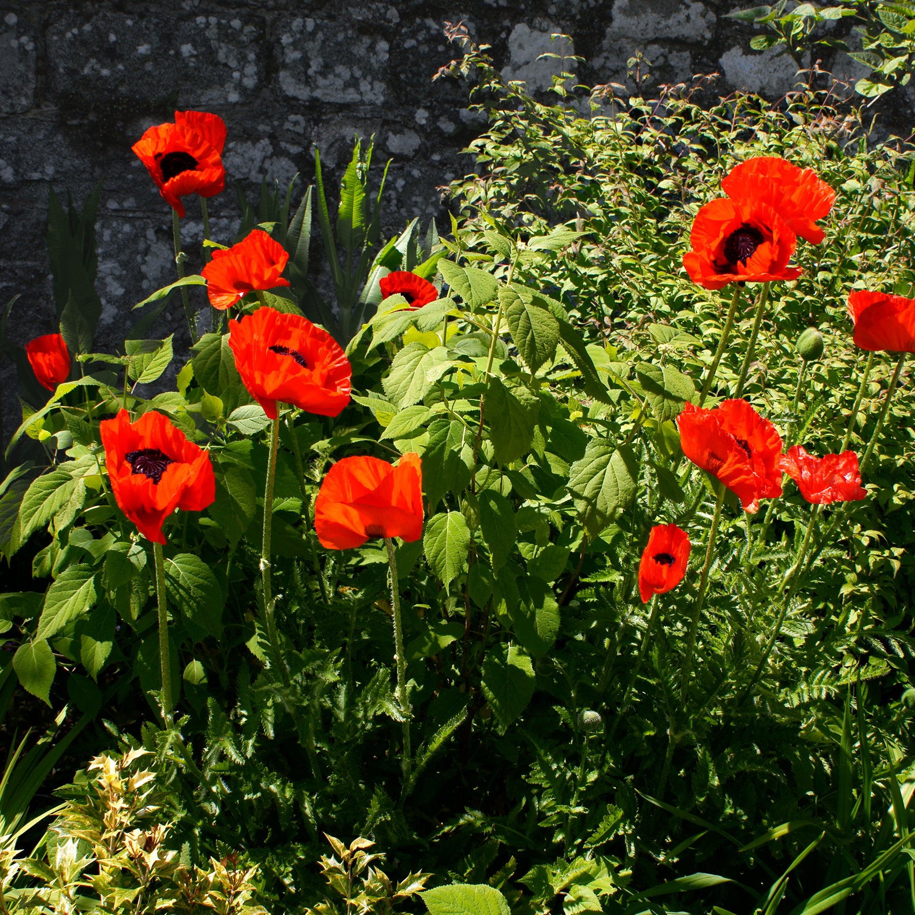 Oosterse klaproos 'Beauty of Livermere' - Papaver orientale Beauty of Livermere - Willemse