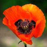 Klaproos Brilliant - Papaver orientale Brilliant - Willemse