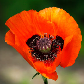 Klaproos Brilliant - Papaver orientale Brilliant - Willemse