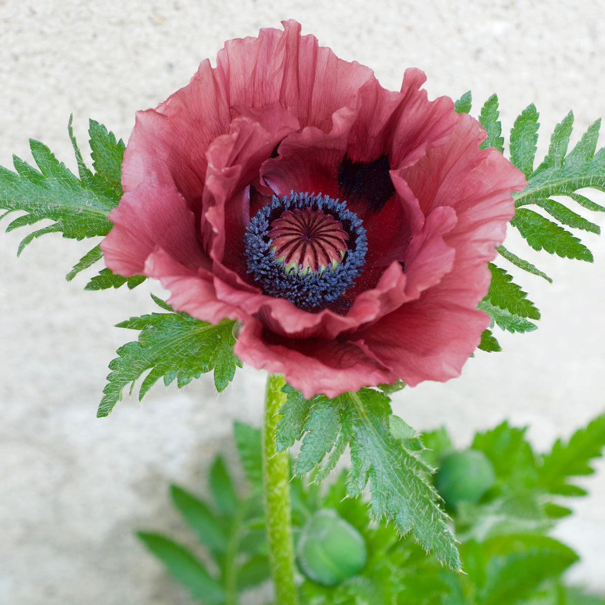 Oosterse klaproos 'Patty's Plum' - Willemse