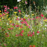 Salie 'Pink Beauty' - Willemse