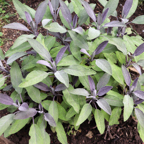 Echte salie 'Purpurascens' - Salvia officinalis purpurascens - Willemse
