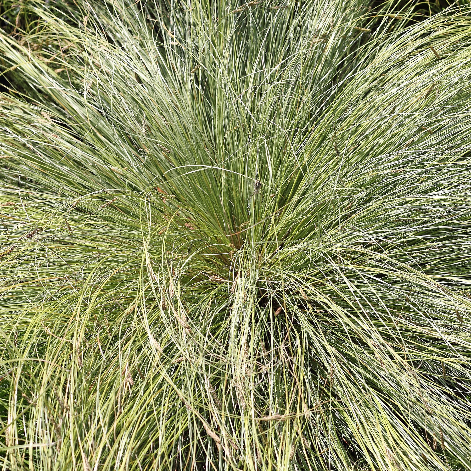 Zegge 'Frosted Curls' - Carex comans frosted curls - Willemse