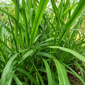Zegge - Zegge - Carex pendula