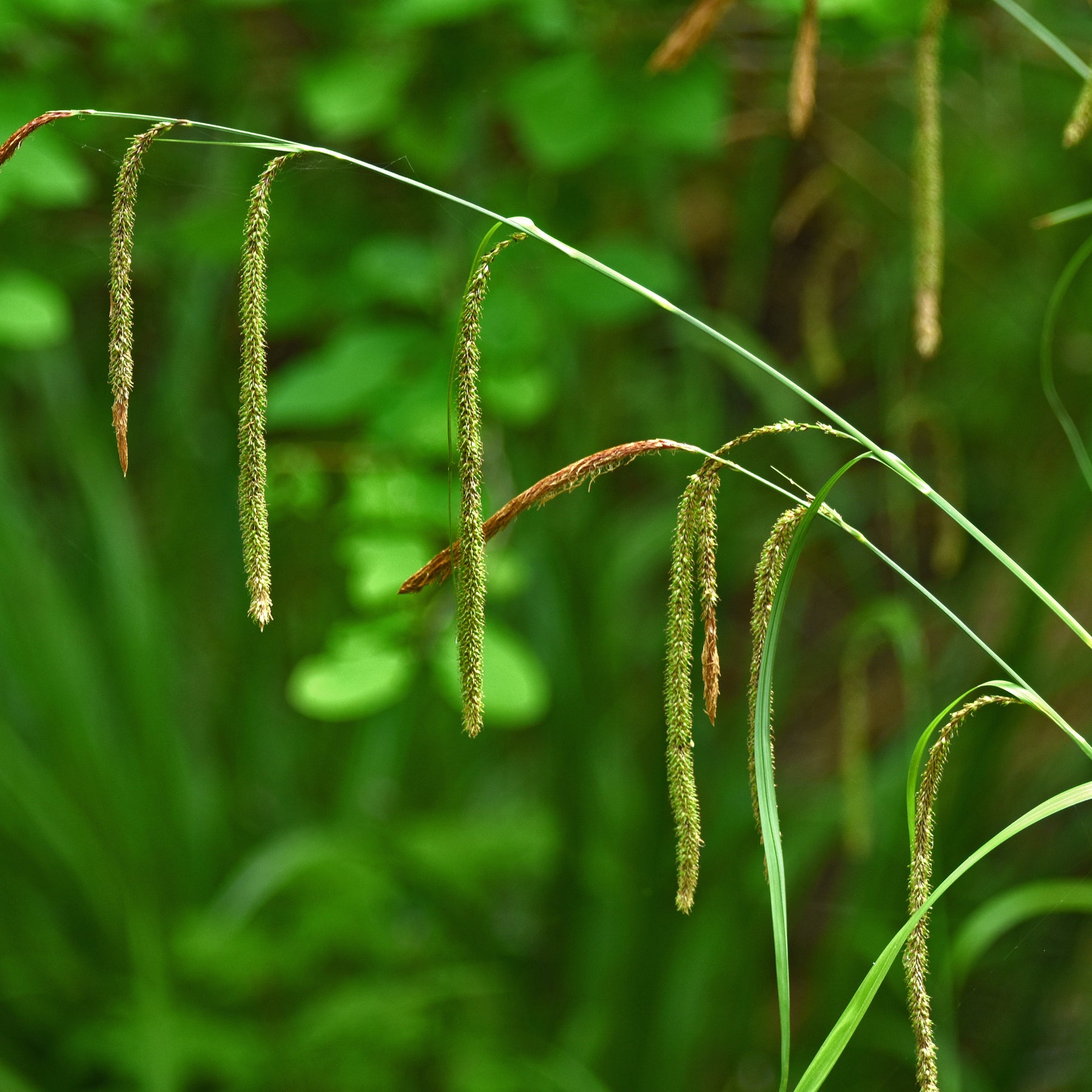 Carex pendula - Zegge - Zegge
