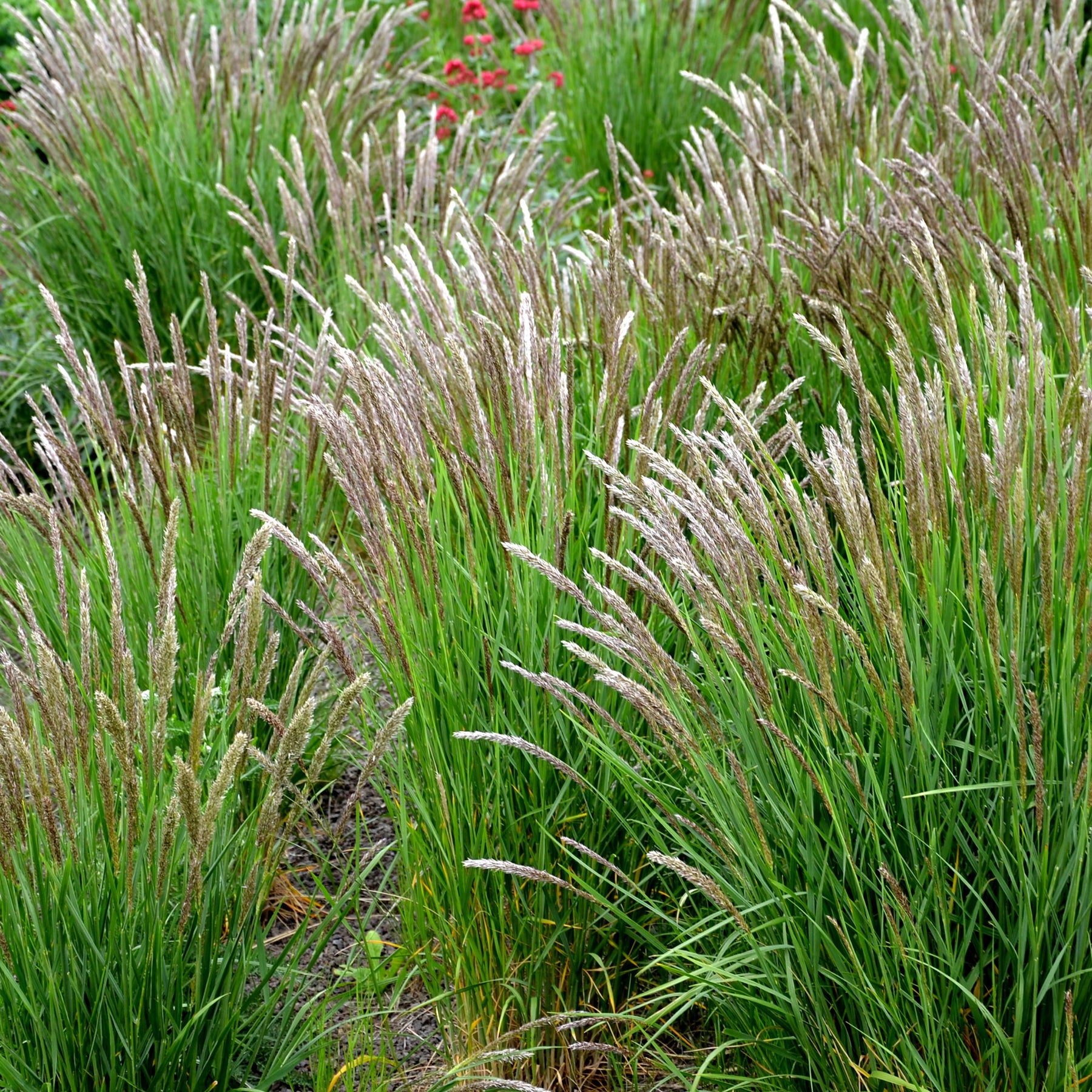 Parelgras - Melica ciliata - Willemse