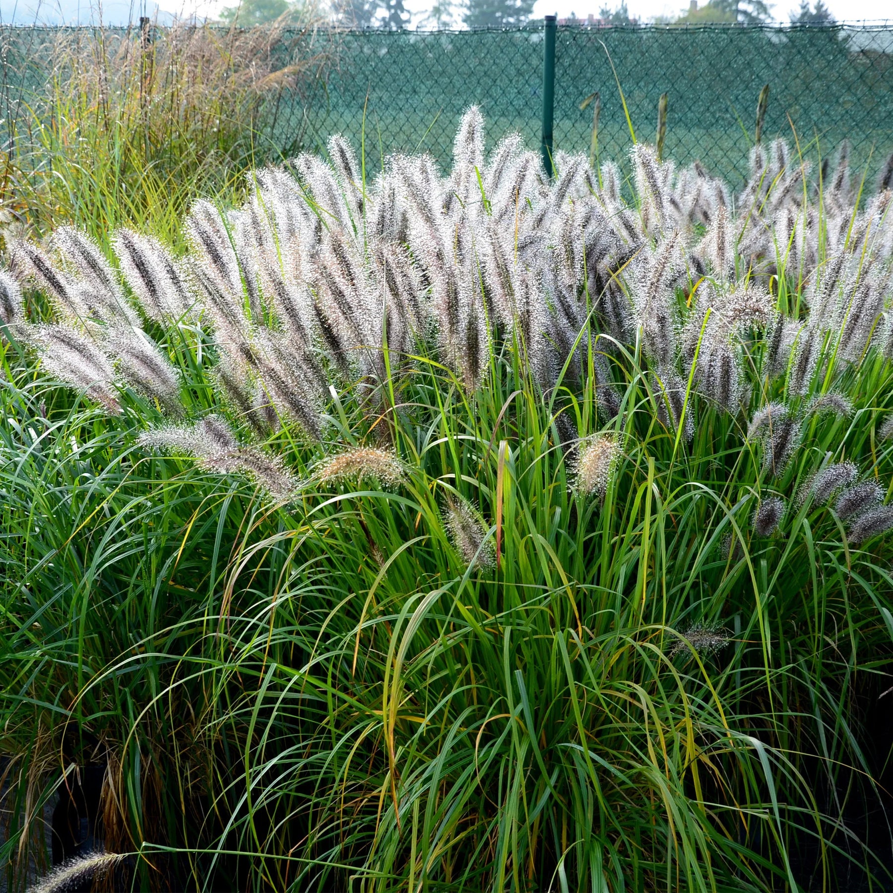 Verkoop 5 vaste planten voor landelijke border - Stipa gigantea, Pennisetum alopecuroides,Rudbeckia fulgida,Achillea millefolium,Persicaria amplexicaulis 