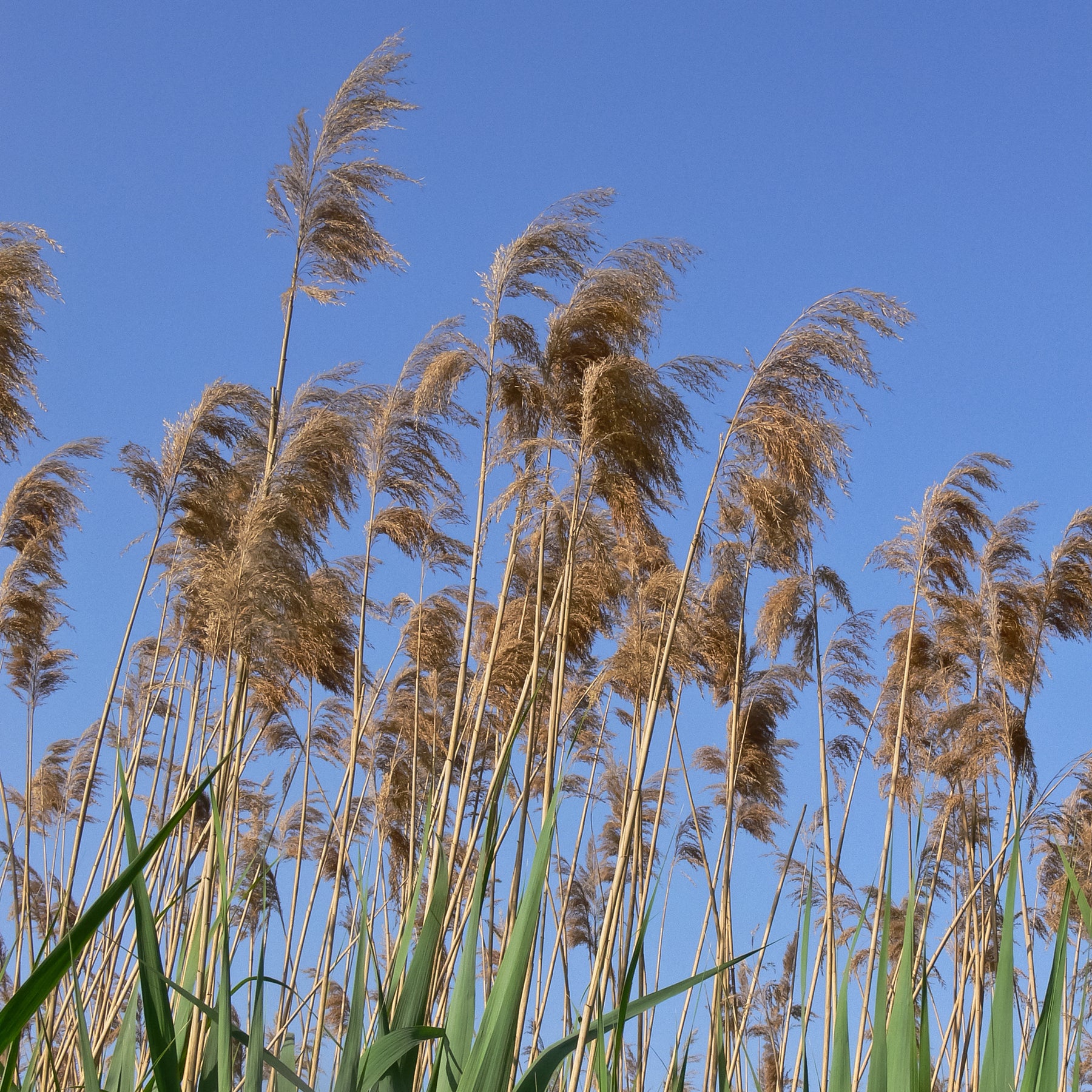 Gewoon riet - Phragmites australis - Willemse