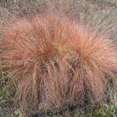 Sporobolus heterolepis - Prairiedropzaad heterolepis - Siergrassen