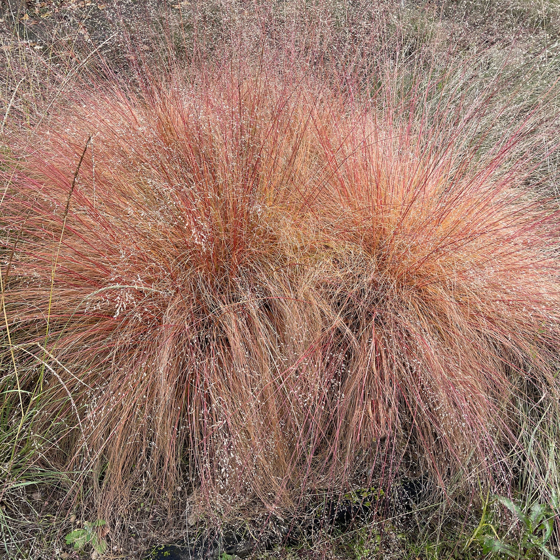 Sporobolus heterolepis - Prairiedropzaad heterolepis - Siergrassen