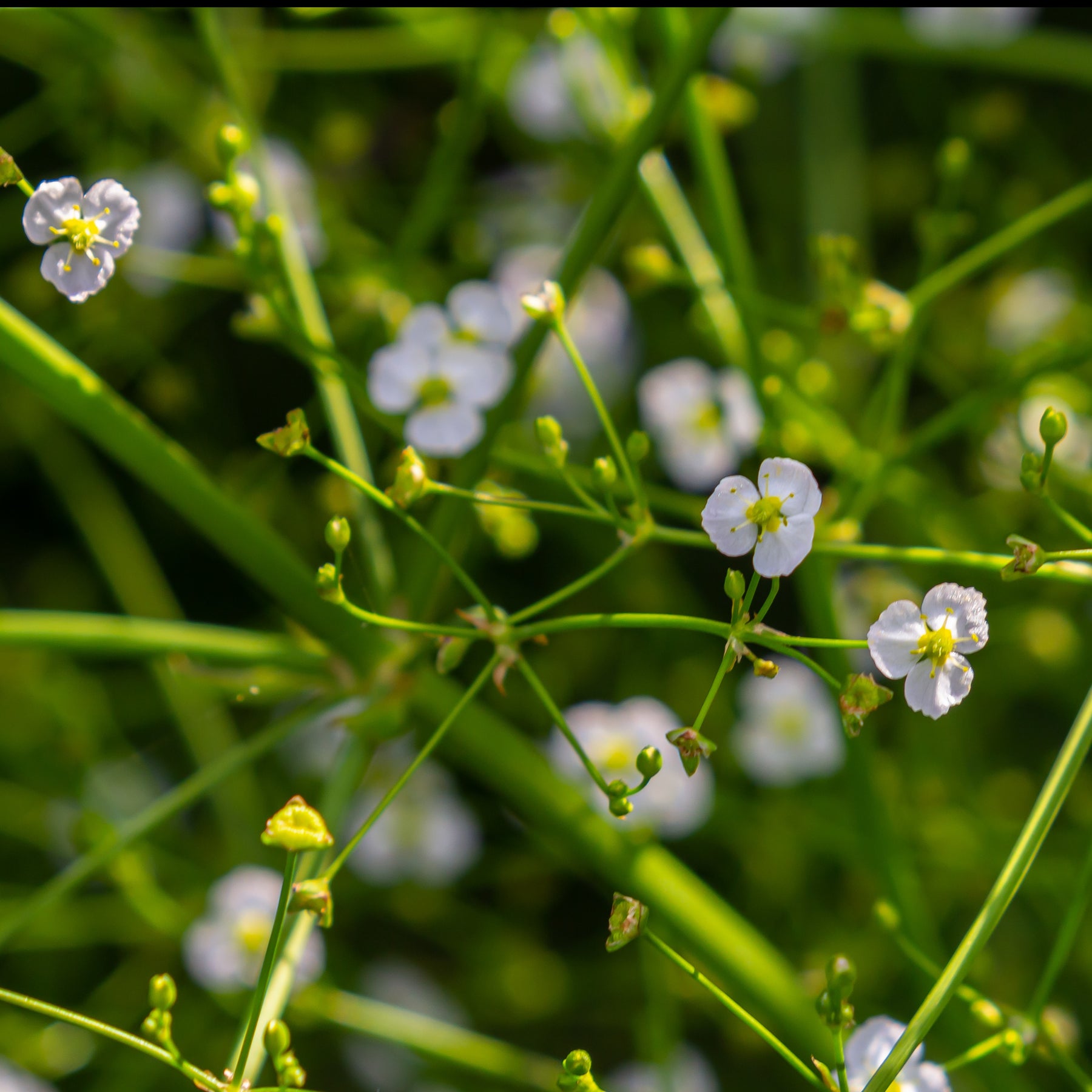 Grote waterweegbree - Alisma plantago-aquatica - Willemse
