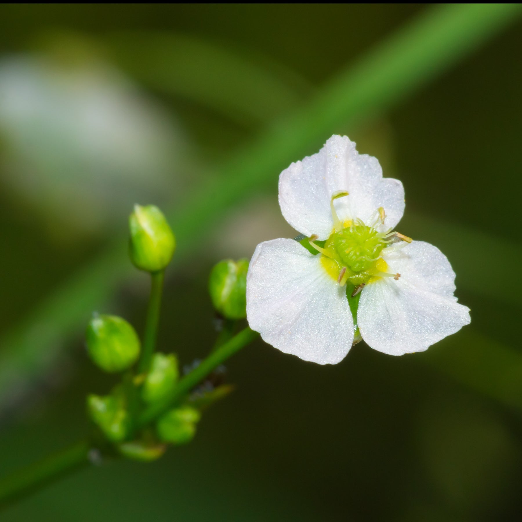Grote waterweegbree - Alisma plantago-aquatica