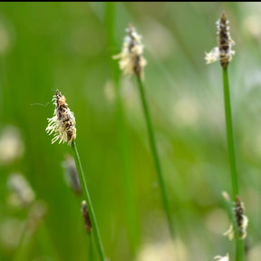 Gewone waterbies - Eleocharis palustris - Willemse