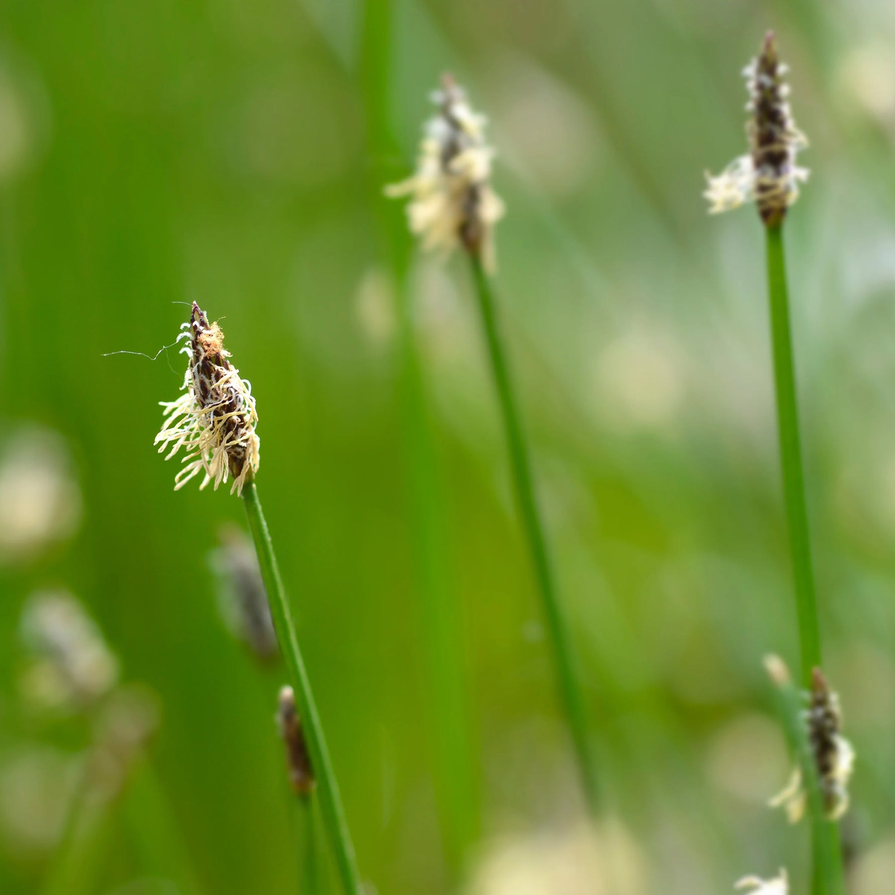 Gewone waterbies - Eleocharis palustris - Willemse