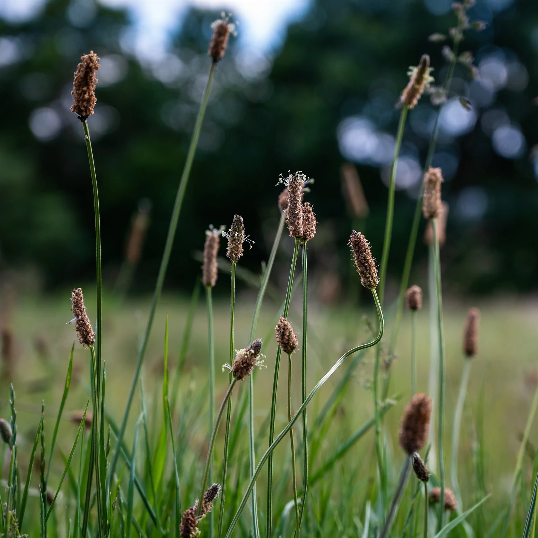 Eleocharis palustris - Gewone waterbies - Oeverplanten