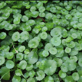 Waternavel - Willemse