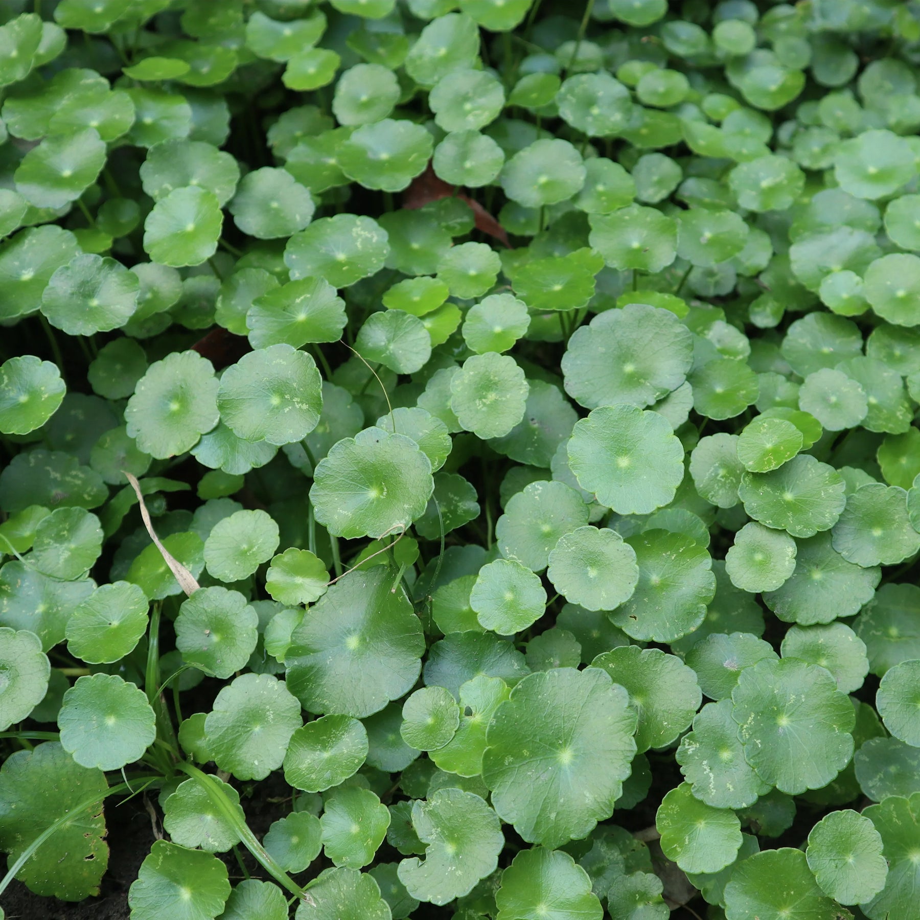 Waternavel - Hydrocotyle vulgaris - Willemse