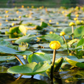 Gele plomp - Nuphar lutea - Willemse