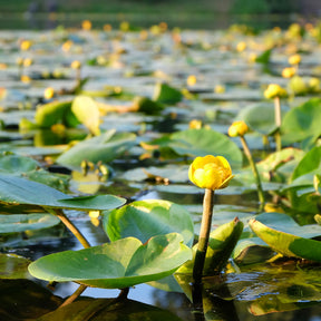 Gele plomp - Nuphar lutea - Willemse