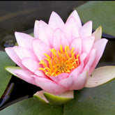 Witte waterlelie Fabiola - Willemse