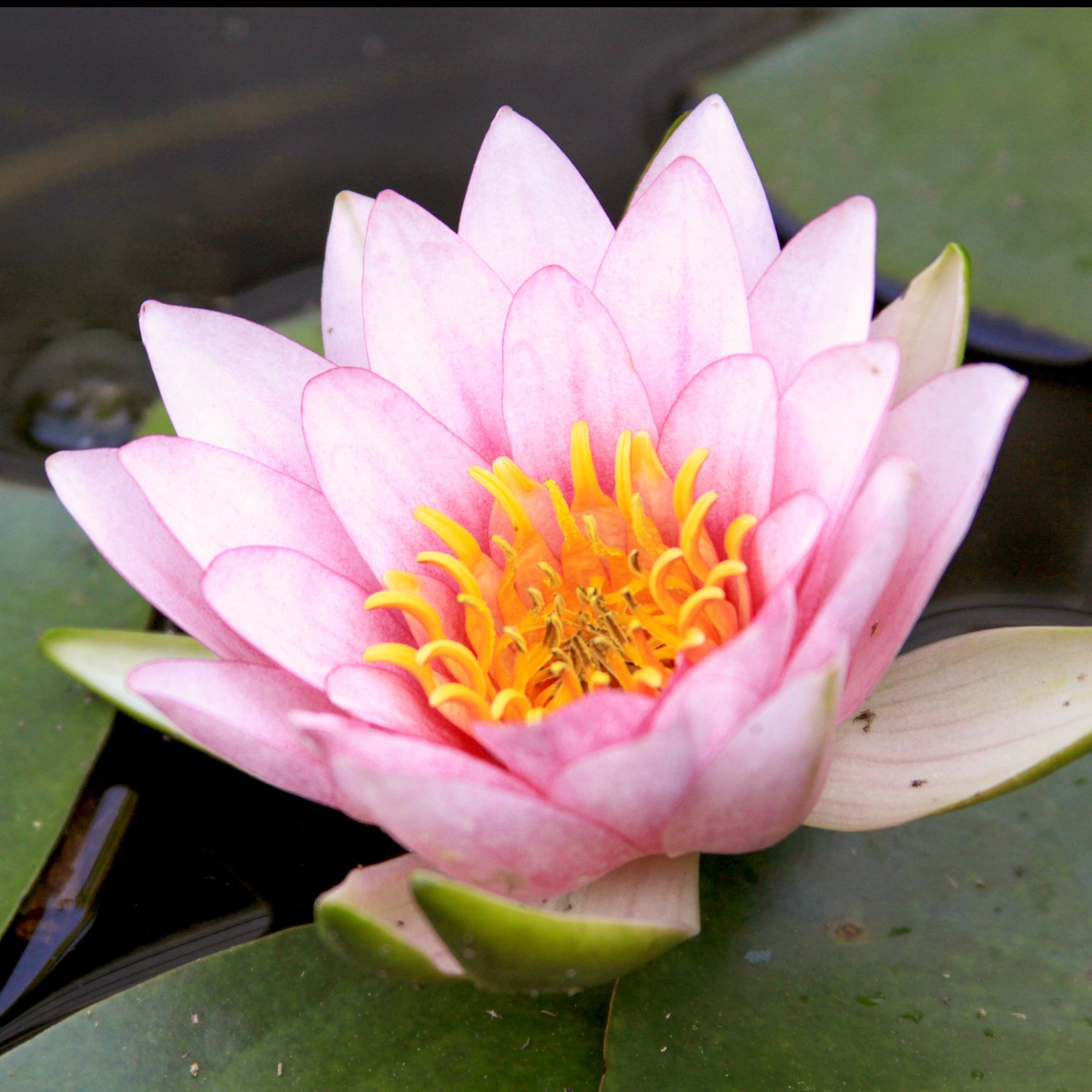 Witte waterlelie Fabiola - Willemse