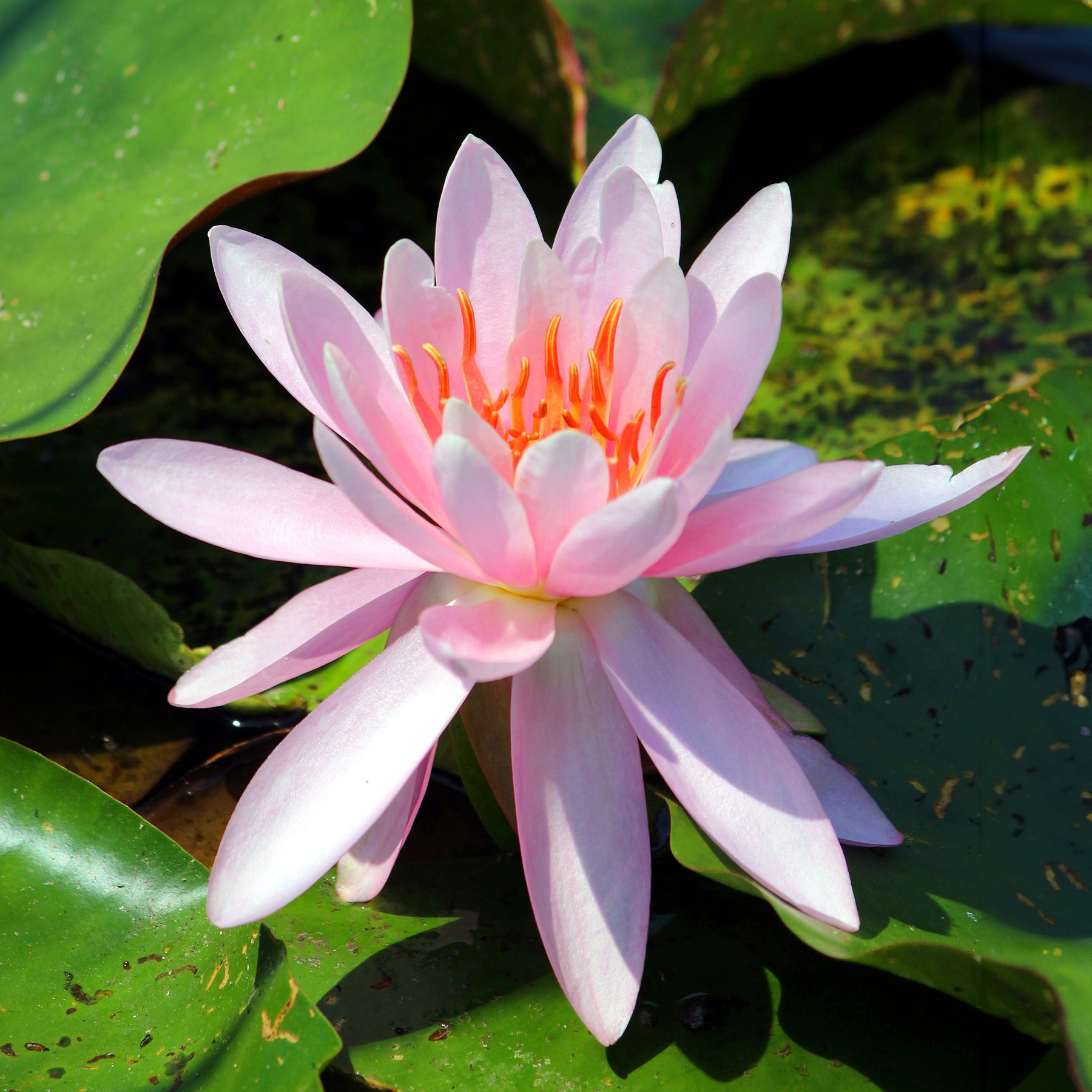 Waterlelie 'Laydekeri Purpurata' - Willemse