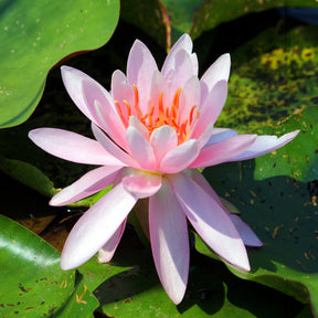Waterlelie 'Laydekeri Purpurata' - Willemse