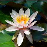 Waterlelie 'Marliacea Rosea' - Willemse