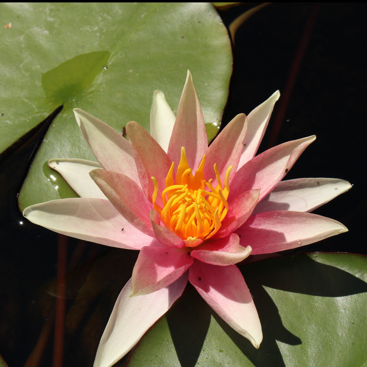 Waterlelie Sioux - Willemse