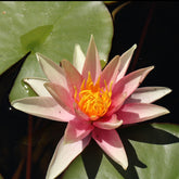 Waterlelie Sioux - Willemse