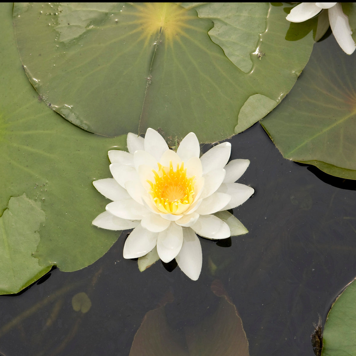 Waterlelie Tetragona - Willemse