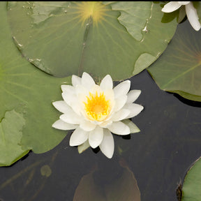 Waterlelie Tetragona - Willemse