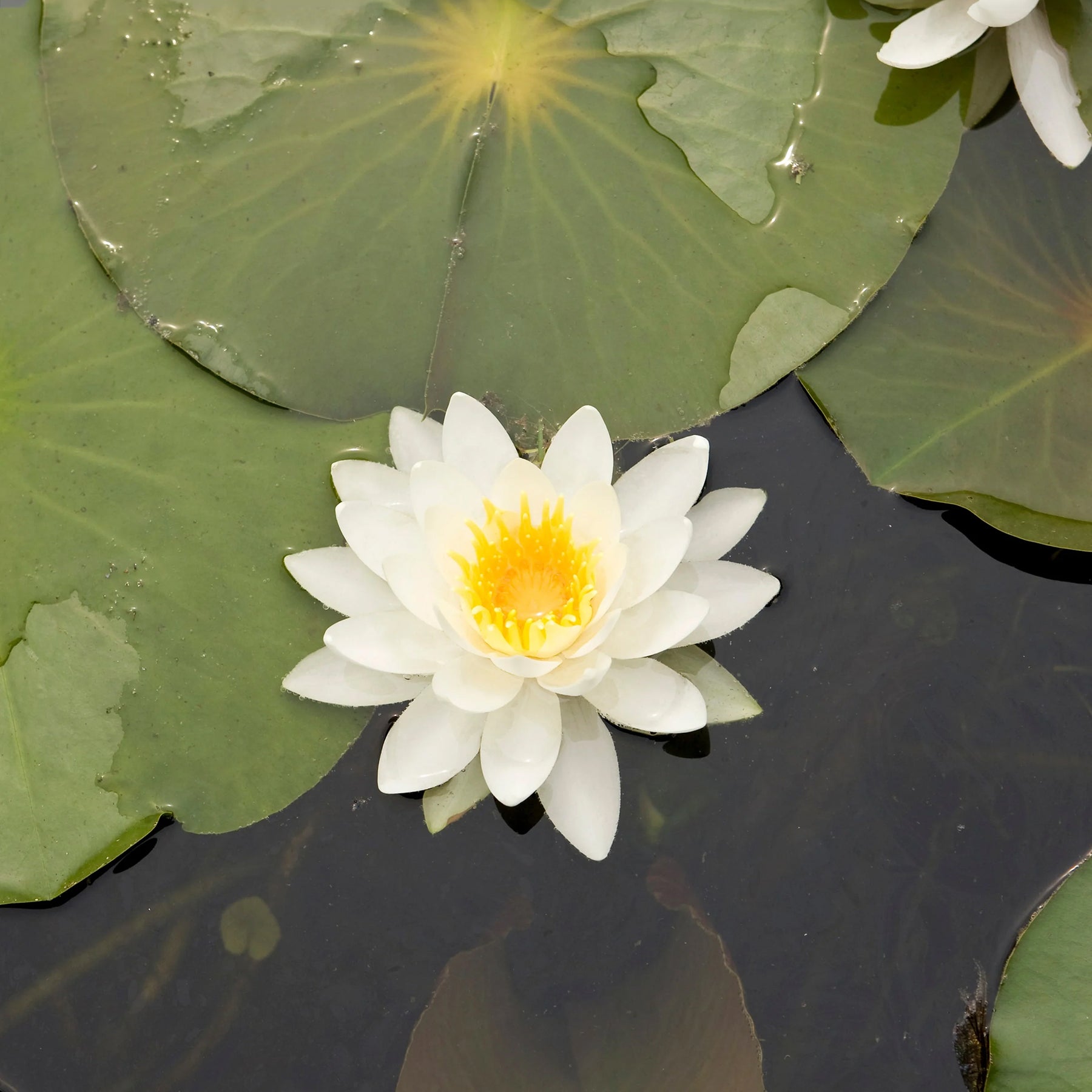 Waterlelie Tetragona - Willemse