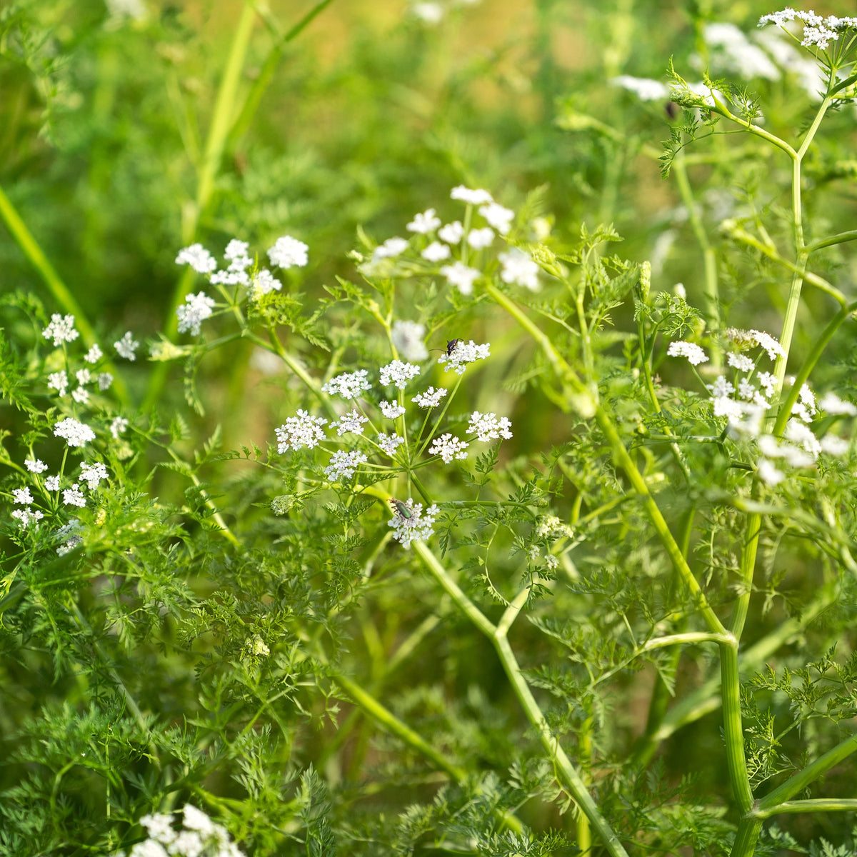 Watertorkruid - Oenanthe aquatica - Willemse