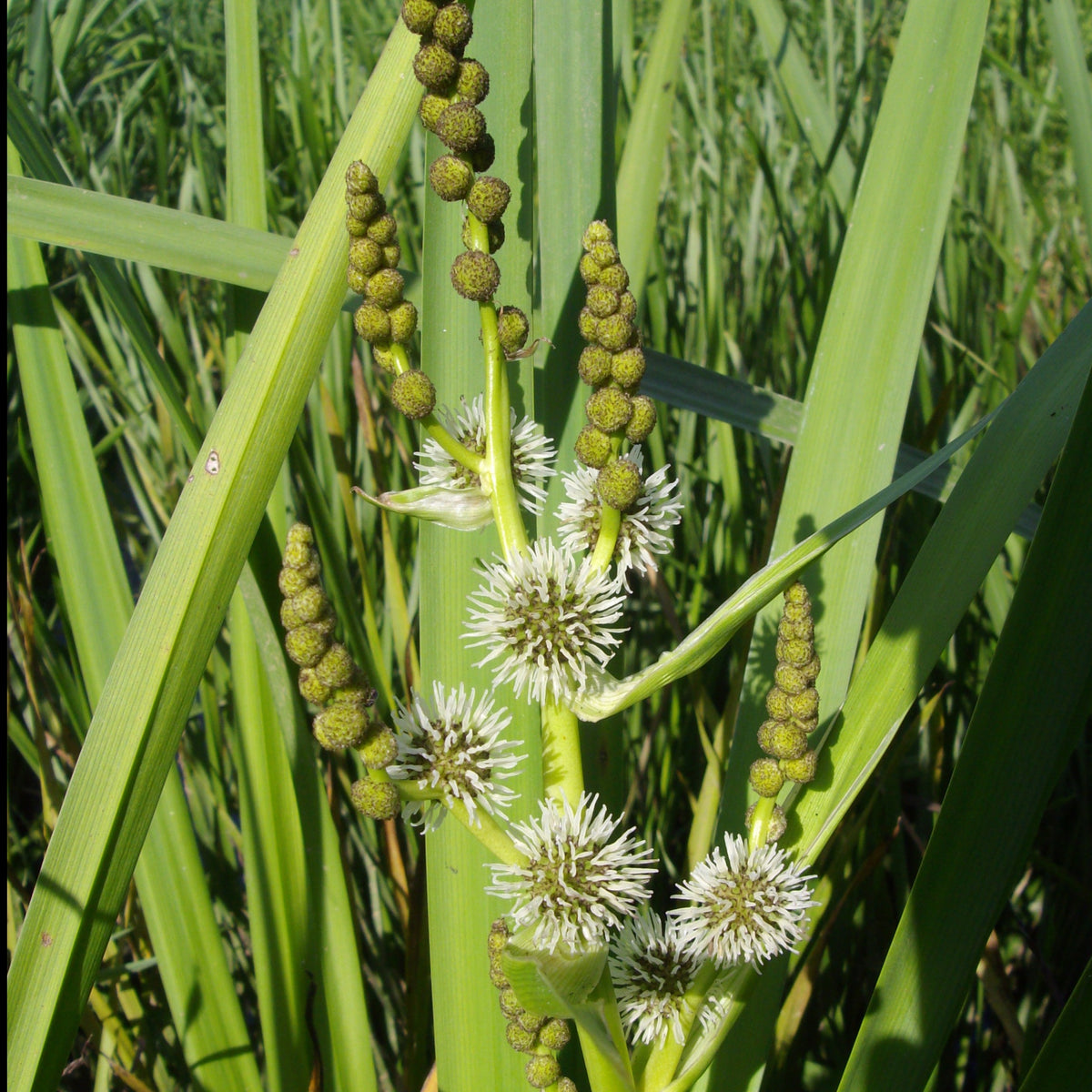 Grote egelskop Sparganier - Sparganium erectum - Willemse