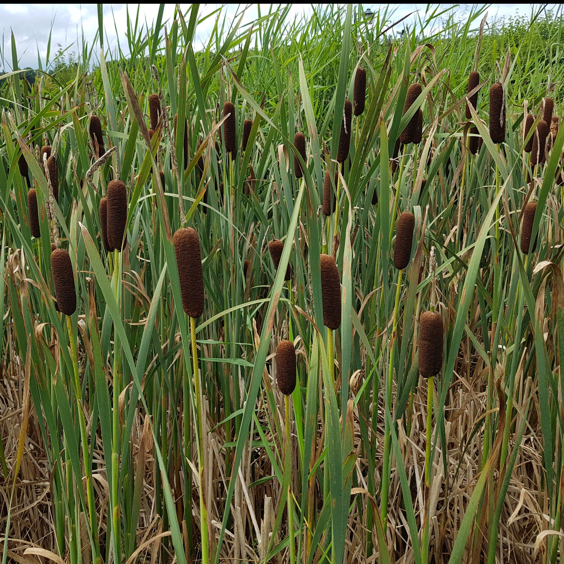 Lisdodde - Typha laxmannii - Willemse