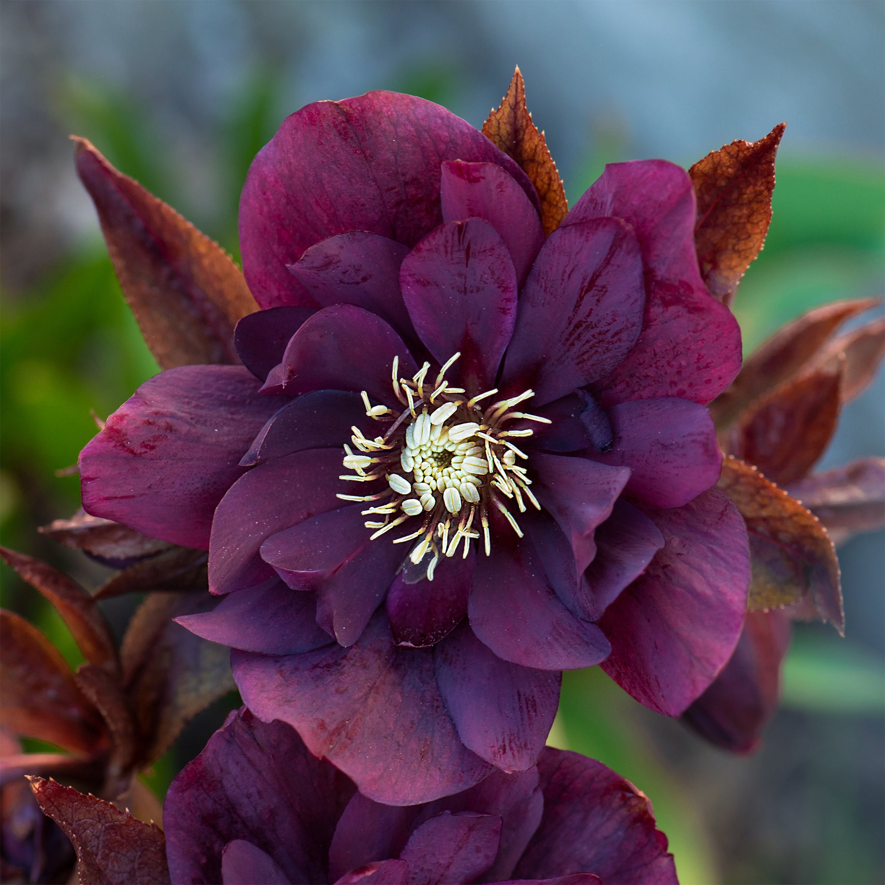 Helleborus orientalis Double Ellen Purple - Kerstroos Dubbbel Ellen Violet (x2) - Helleborus - Kerstroos